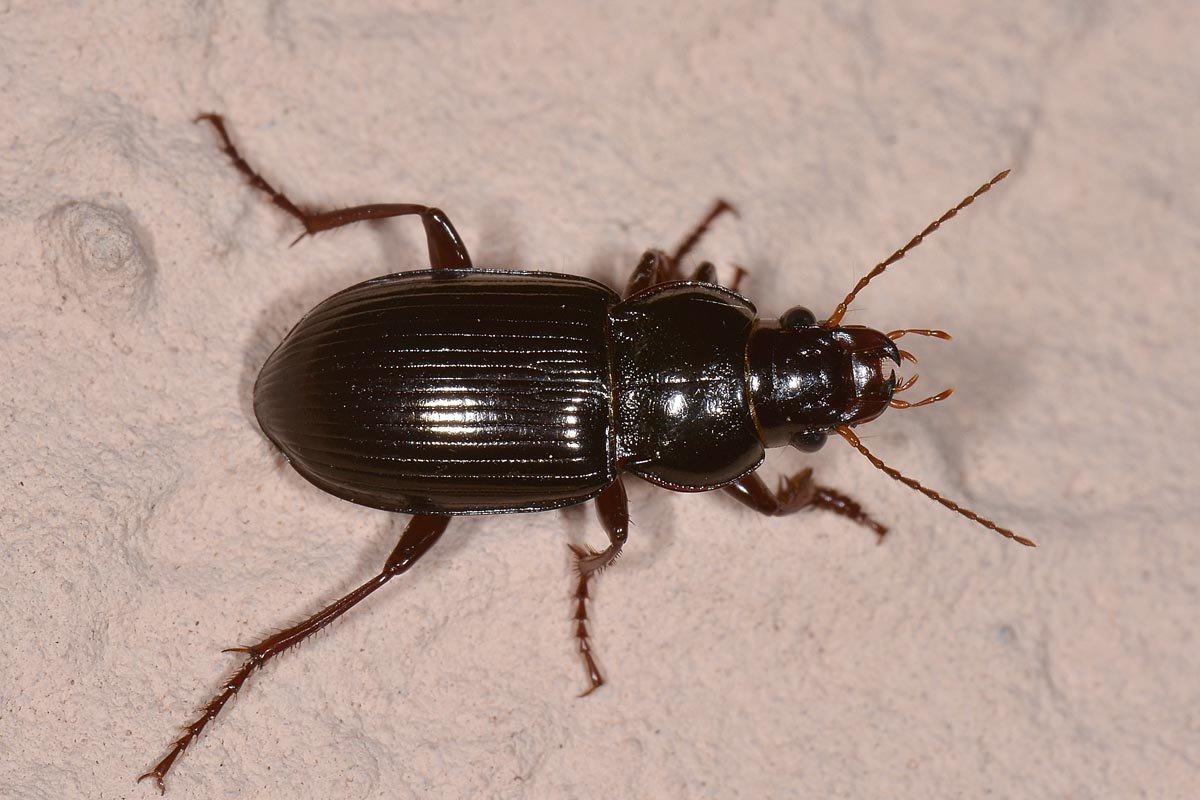 Amara (Curtonotus) aulica, Carabidae